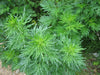 Artemisia
