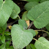 Salvia sclarea