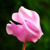 Ciclamino