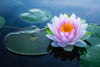 Loto