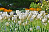 Fiori bianchi