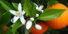 Fiori d'arancio