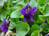 Foglie di violetta