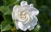 Gardenia