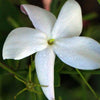 Hedione