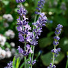 Lavanda