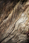 Legno secco