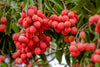 Litchi