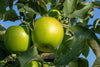 Mela granny smith