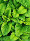 Menta