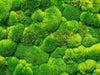Muschio vegetale