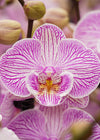 Orchidea