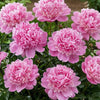 Peonia