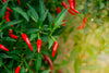 Pimento