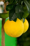 Pompelmo