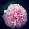Rosa Taif