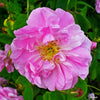 Rosa bulgara