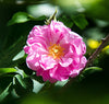 Rosa turca