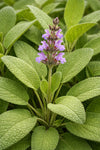 Salvia