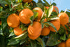 Tangerino