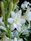 Tuberosa