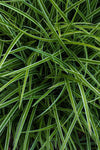 Vetiver