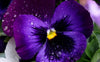 Viola del pensiero