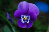 Violetta