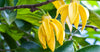 Ylang Ylang